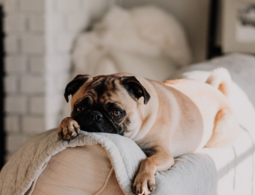 Top Tips for Pet Owners When Shopping For A Home